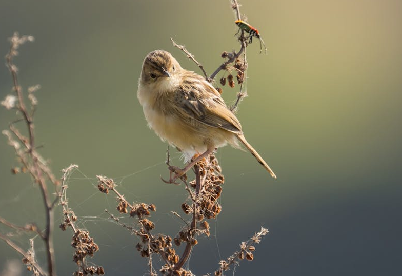 Aberdare cisticola