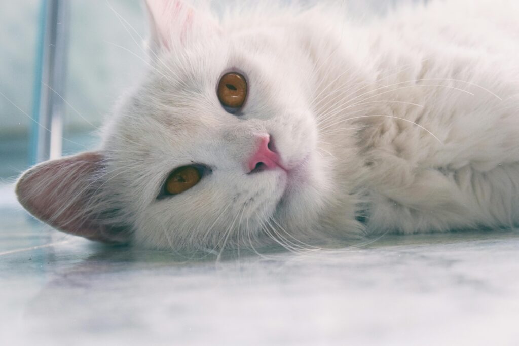 Persian cat