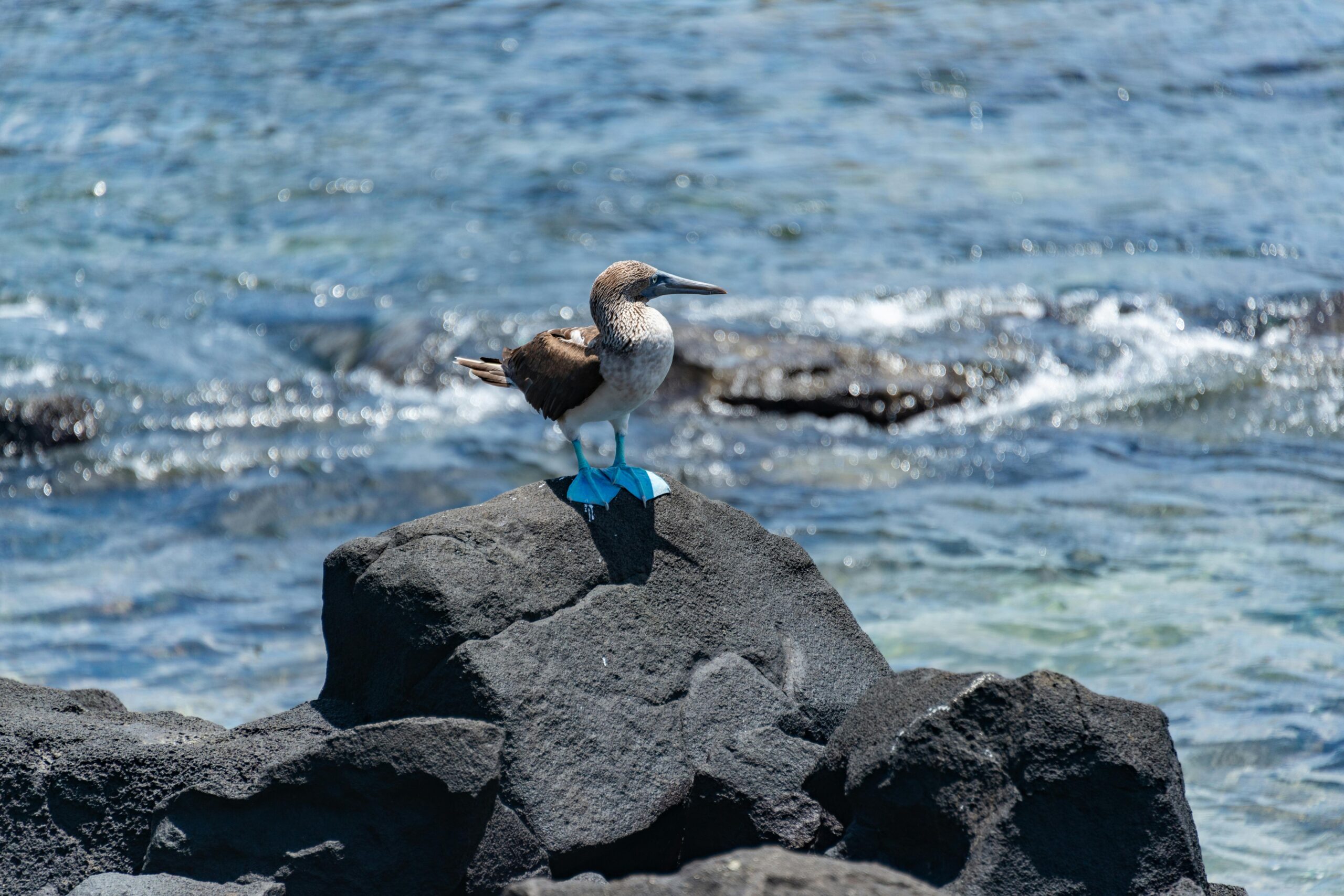 Abbott's booby