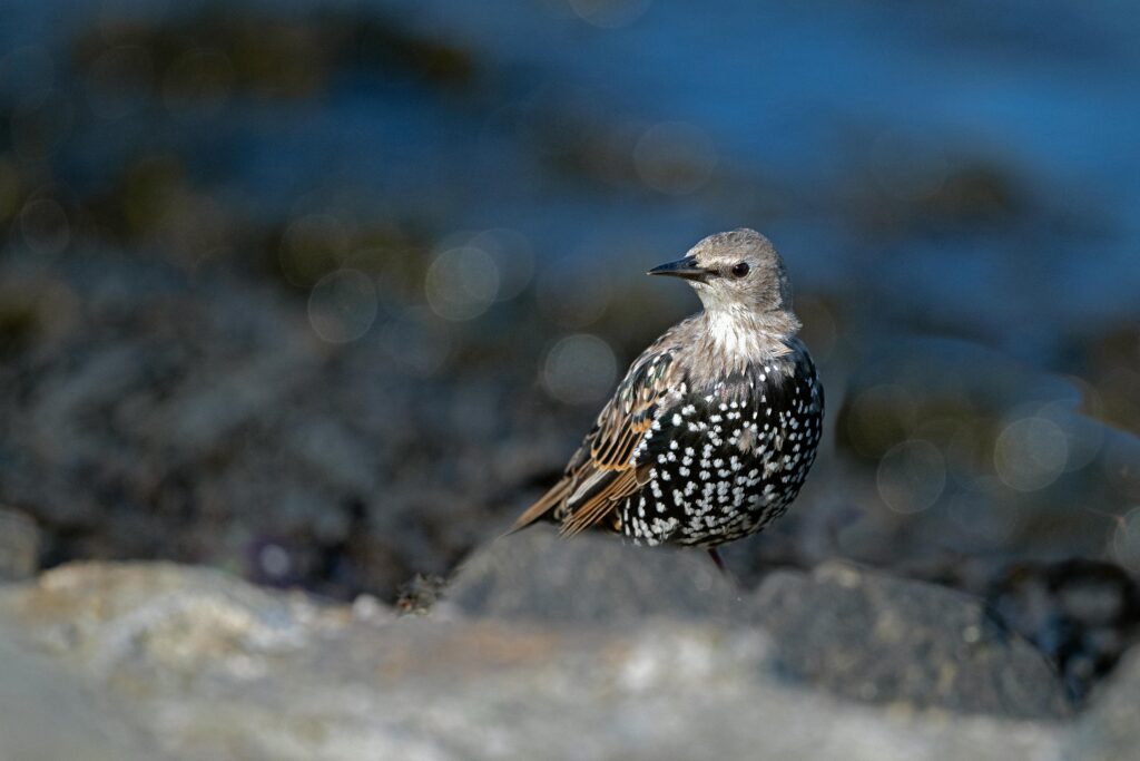 Abbott's starling