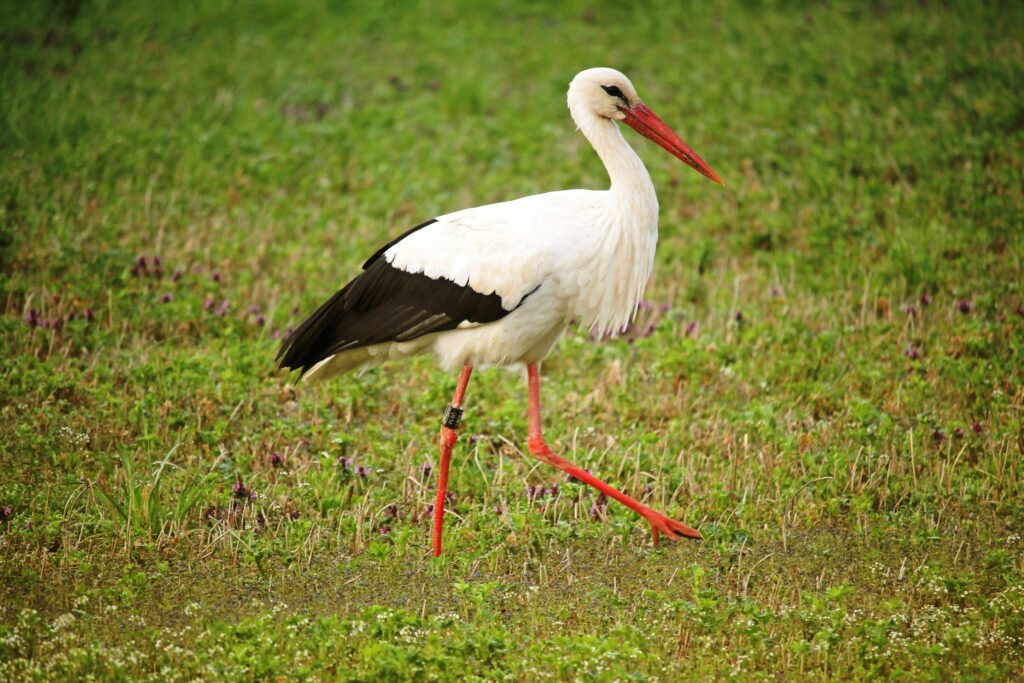 Abdim's stork