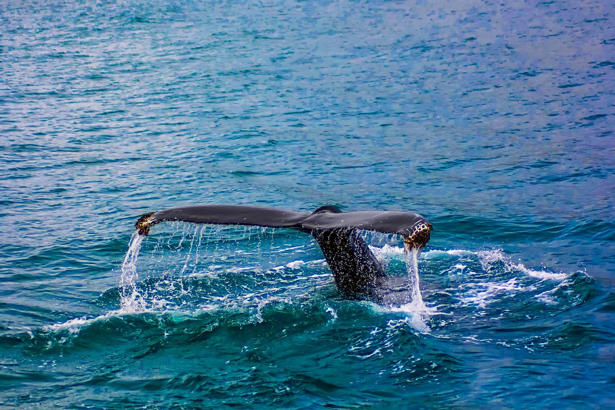 Blue Whale Megalodon