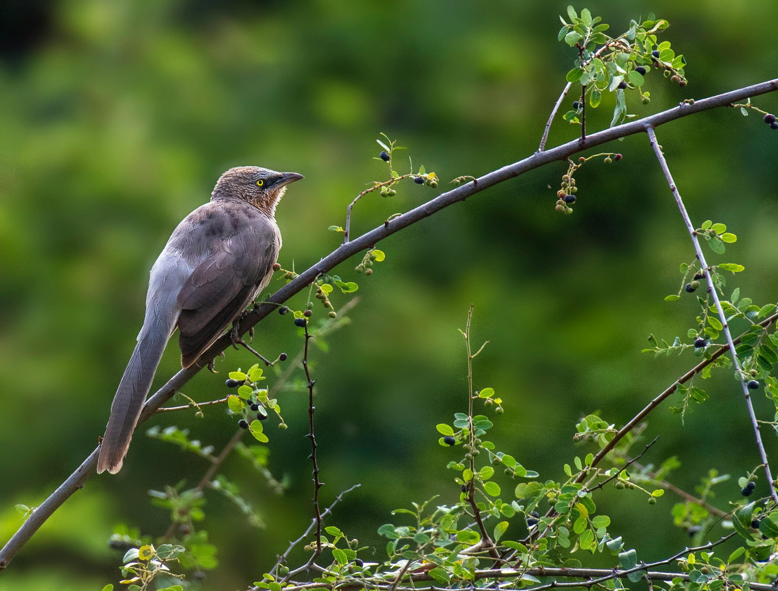 Abbott's babbler