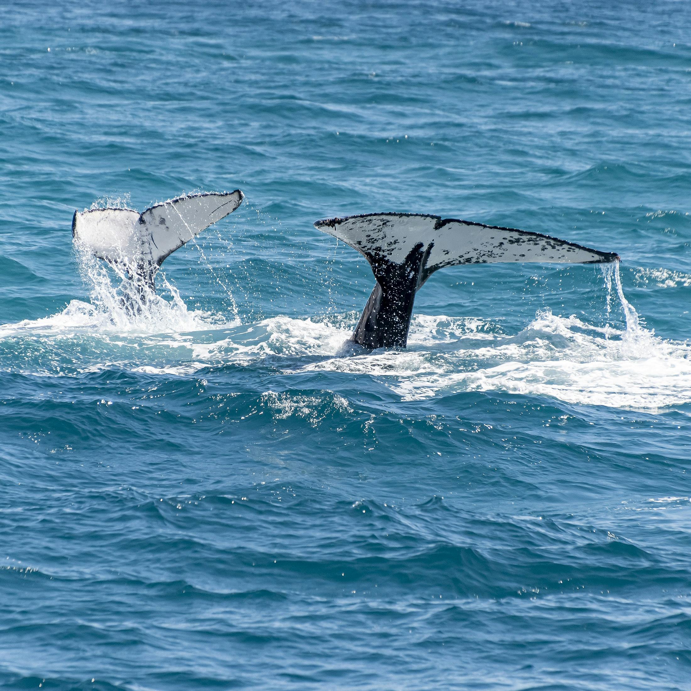 Blue Whale Megalodon