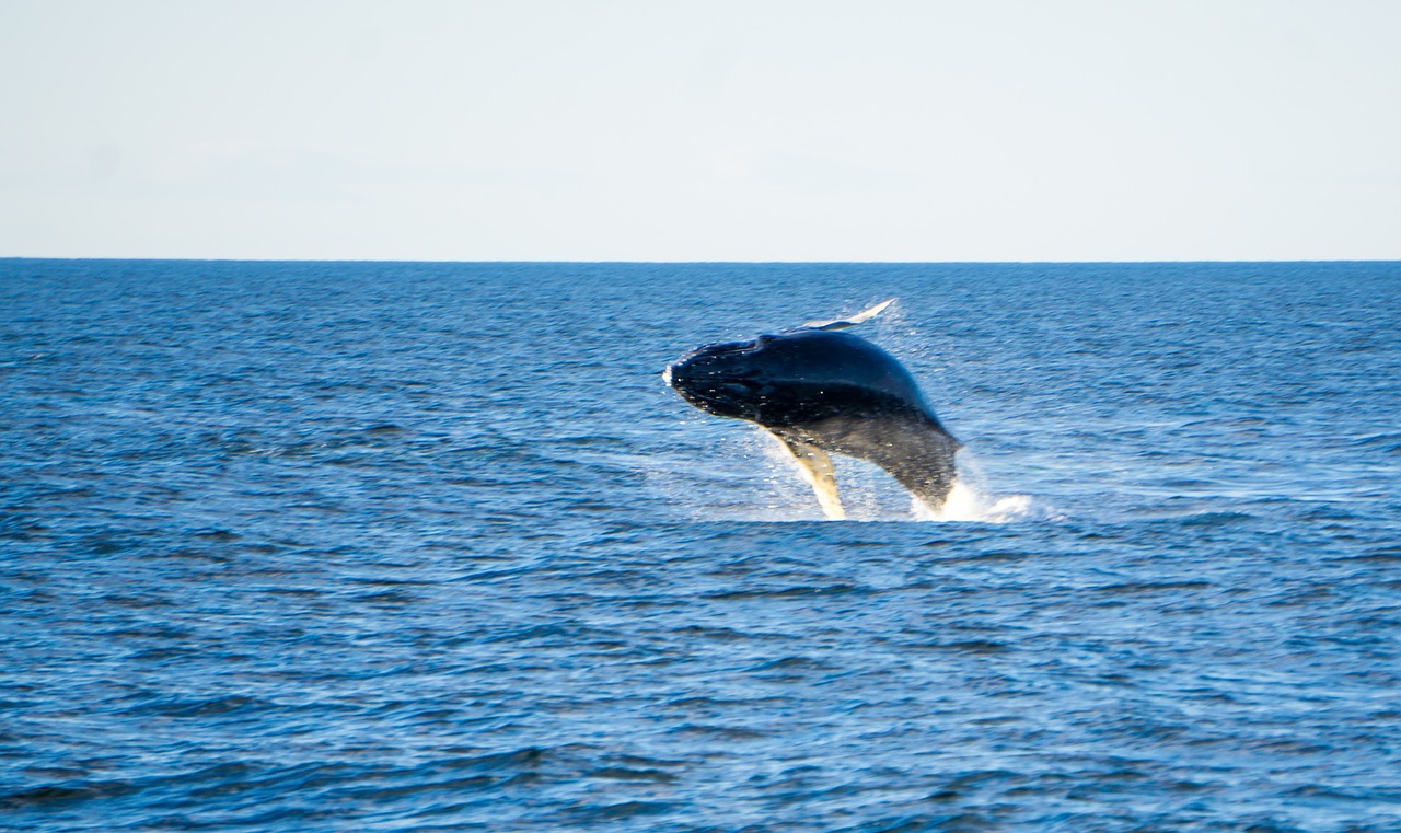 Blue Whale VS Humpback Whale