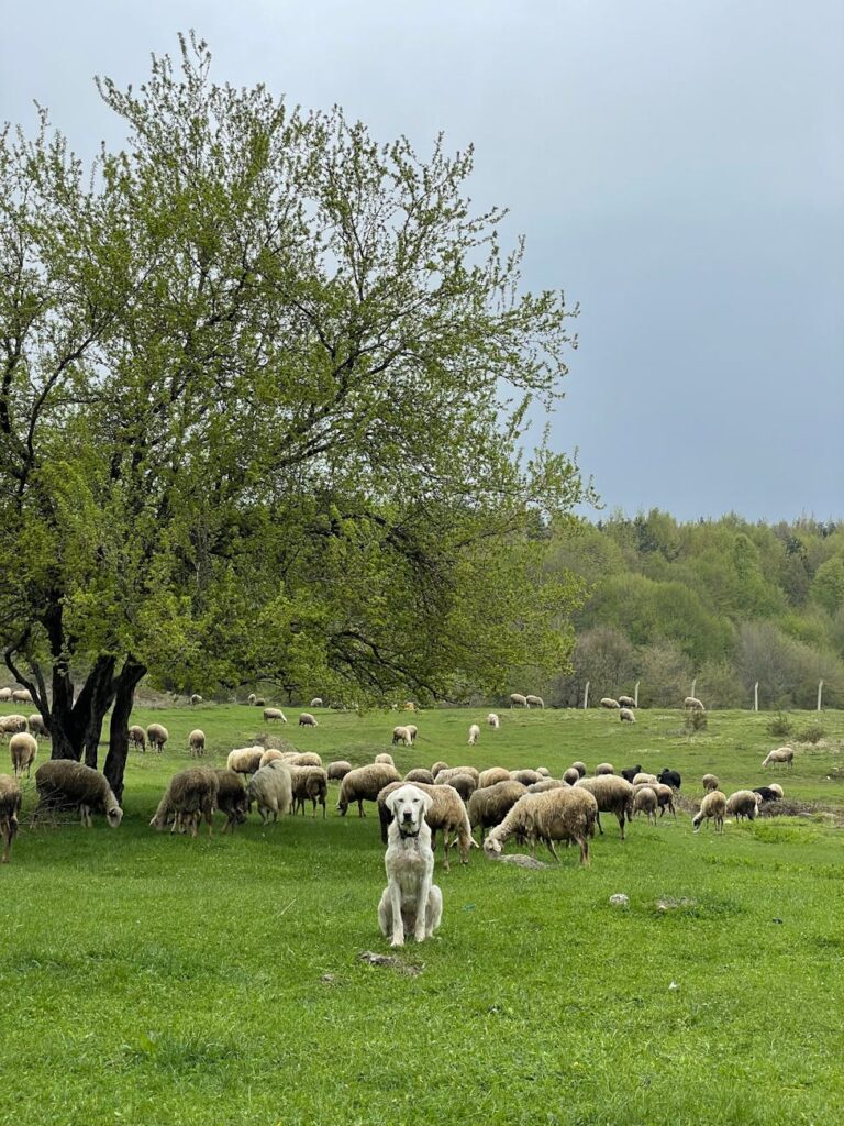 shepherd dog guarding flock on rainy day