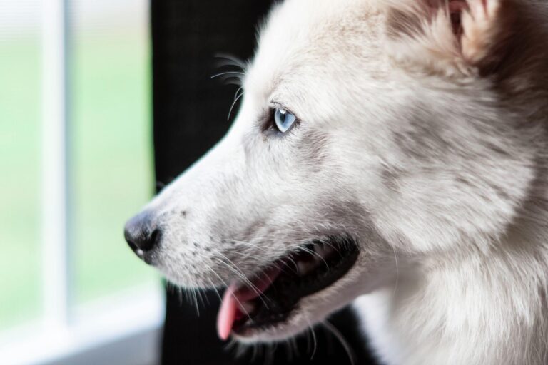 Sheep Dog Breed