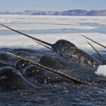 Are Narwhals Dangerous? Top 6 Safety Tips