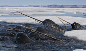 Read more about the article Are Narwhals Dangerous? Top 6 Safety Tips