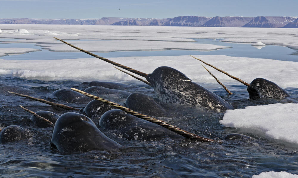 Read more about the article Are Narwhals Dangerous? Top 6 Safety Tips