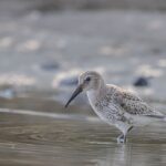 10 Birds that Sleep While Flying