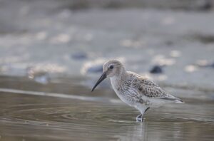 Read more about the article 10 Birds that Sleep While Flying