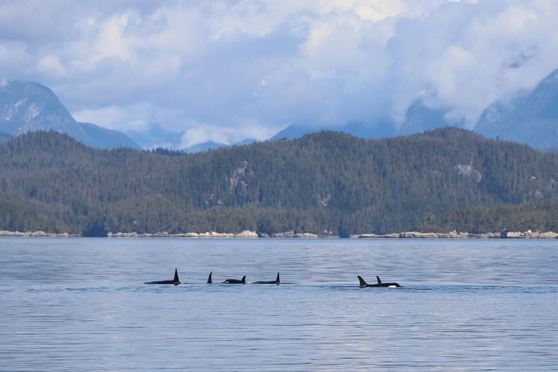 False Killer Whale