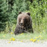 Polar Bear Vs. Grizzly Bear: What is Bigger, a Grizzly or a Polar Bear?