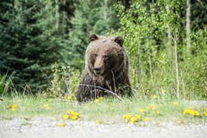 Read more about the article Polar Bear Vs. Grizzly Bear: What is Bigger, a Grizzly or a Polar Bear?