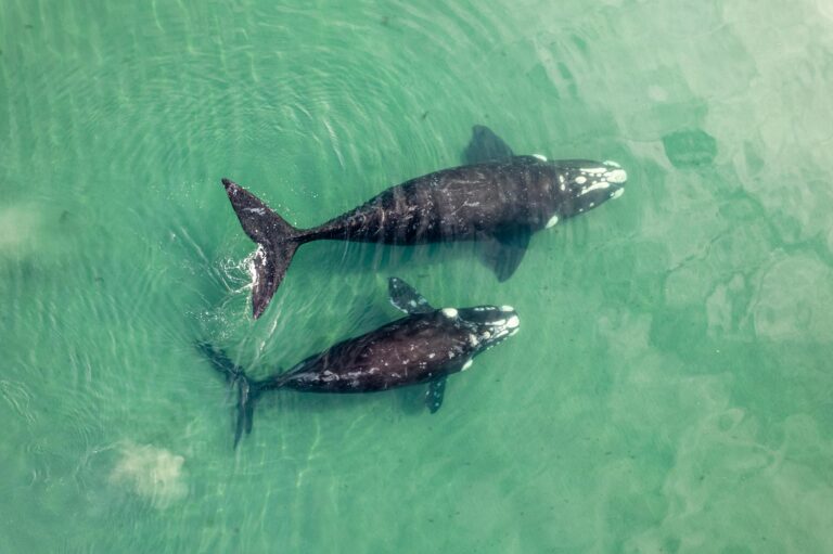 drone shot of gray whales