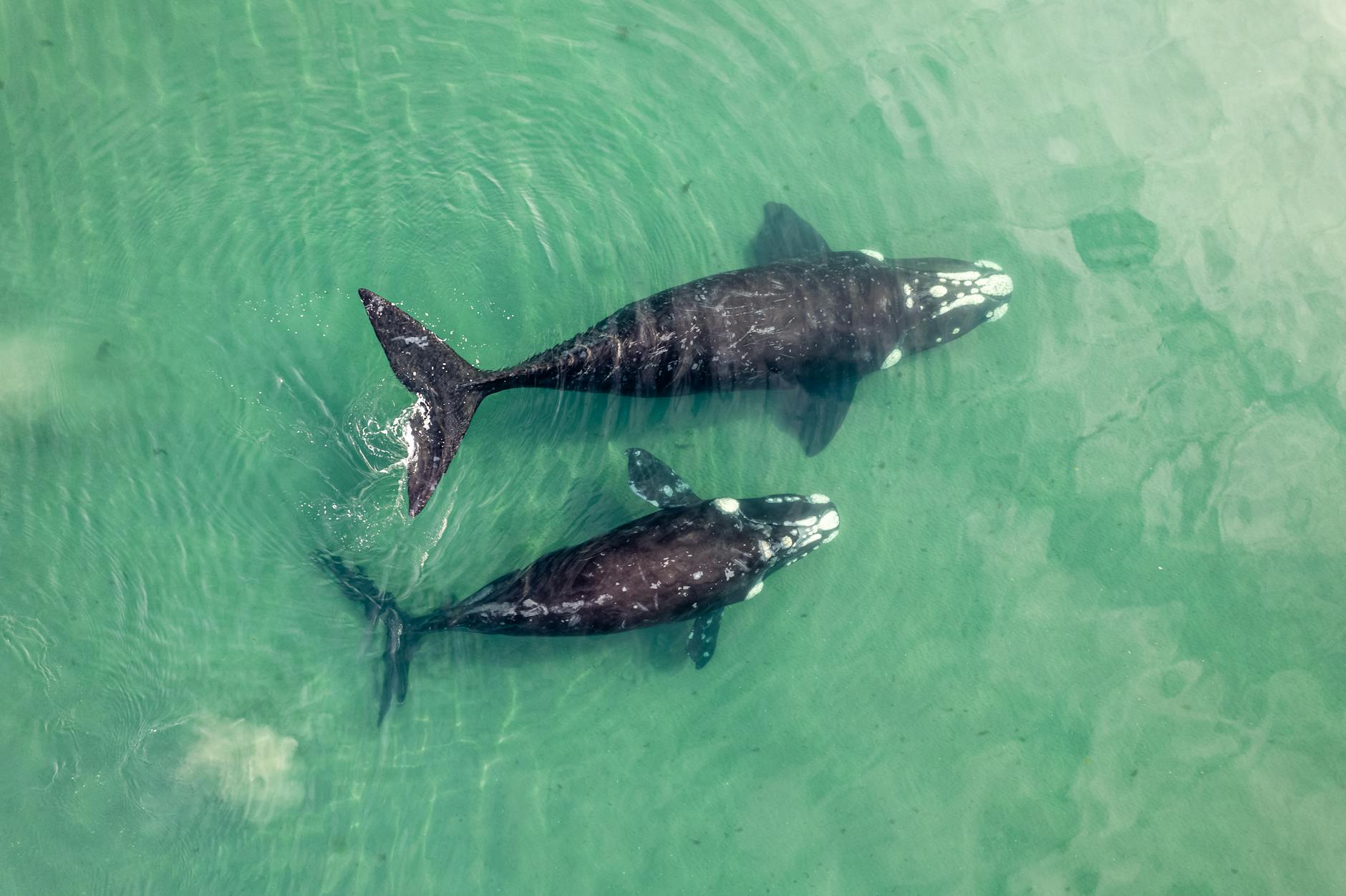 drone shot of gray whales