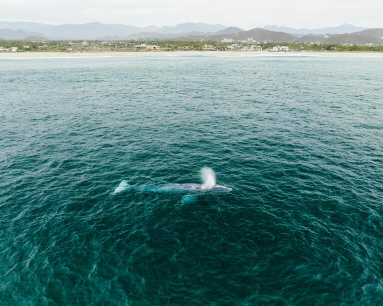 Are Narwhals Real?