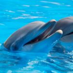 5 Facts How Often Dolphins Breathe