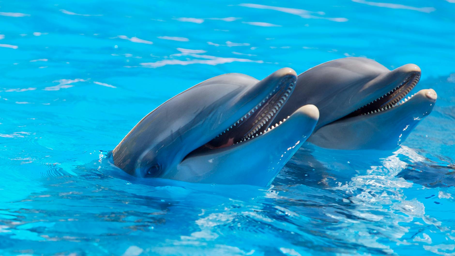 Read more about the article 5 Facts How Often Dolphins Breathe