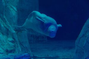 Read more about the article Beluga Whale Knees : 5 Interesting Facts about Beluga Whales