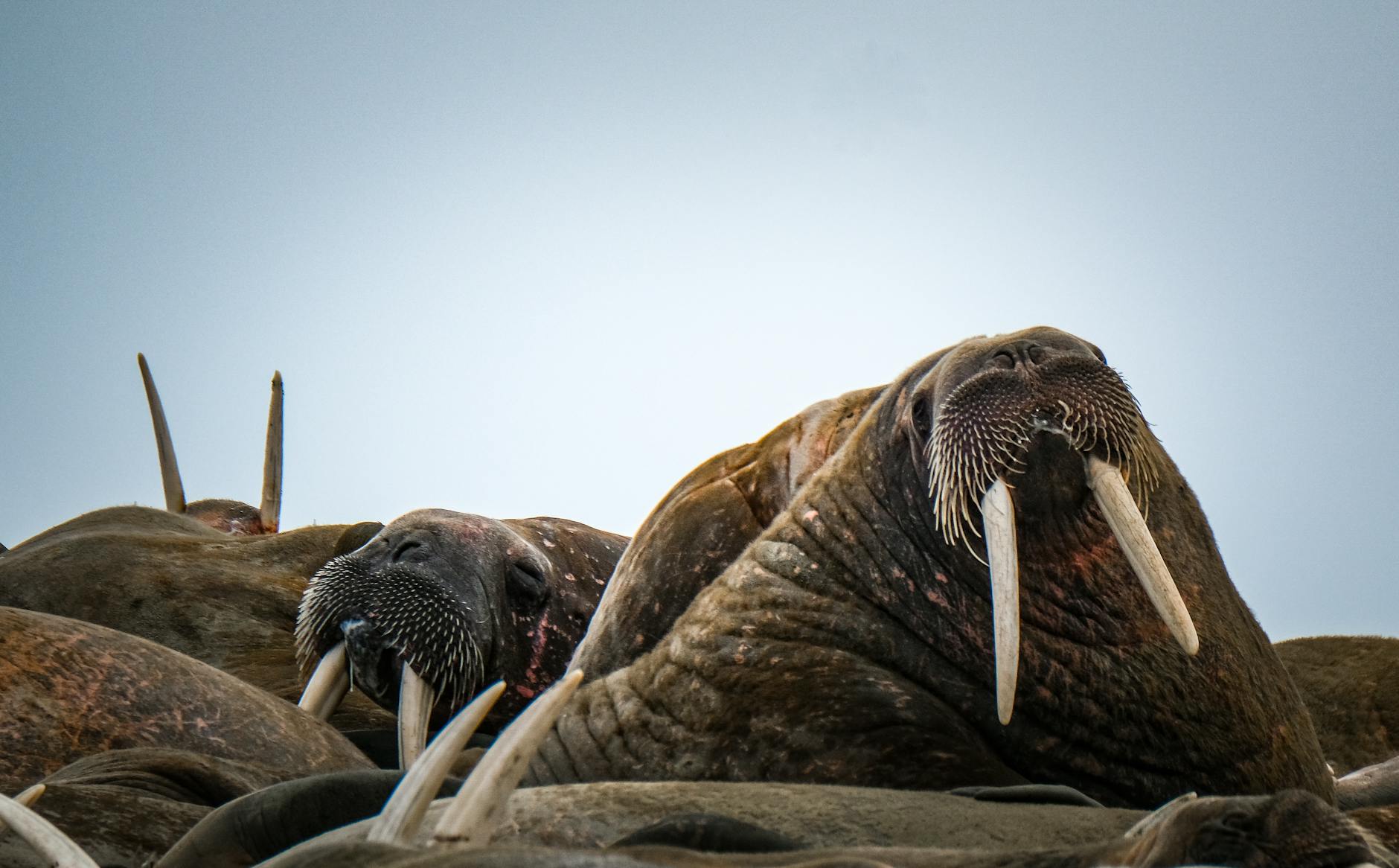 Walruses Food Habit