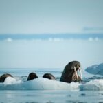 Walruses Food Habit, Life History and Behavior