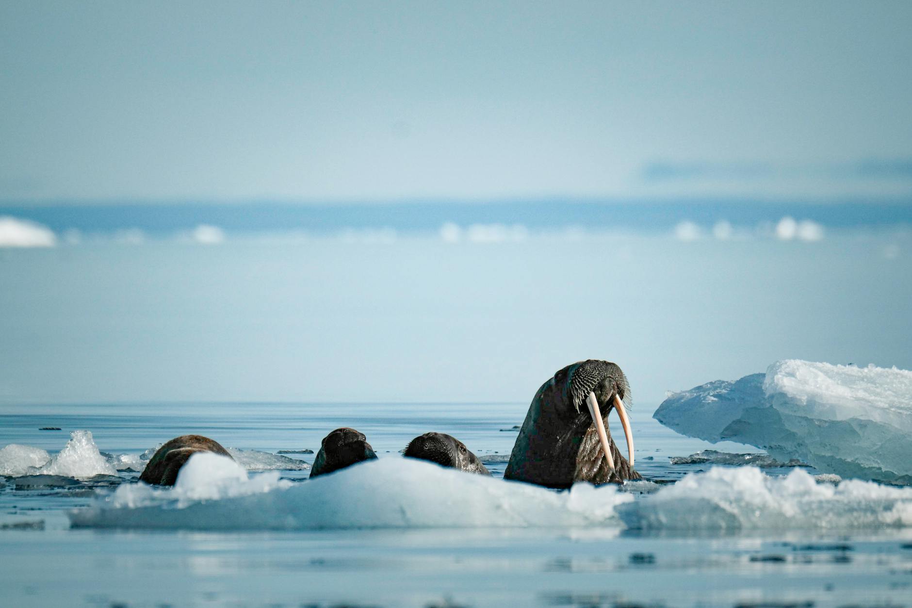 walruses behind ice on sea shore