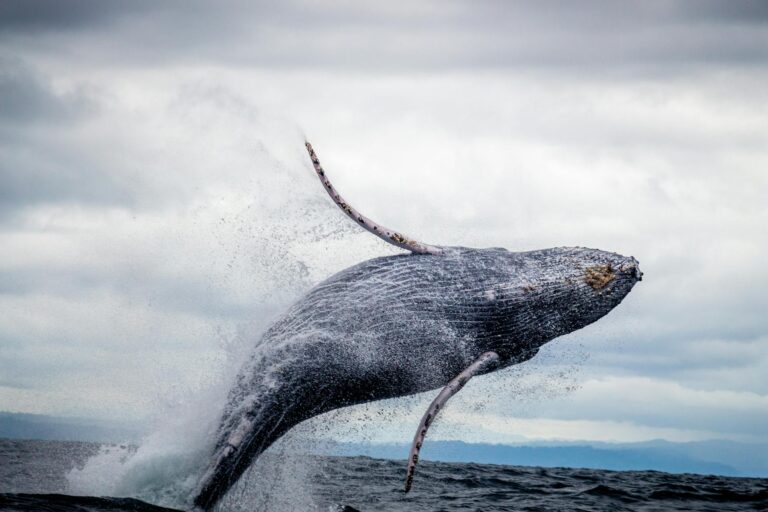 Killer Whale vs Great White Shark