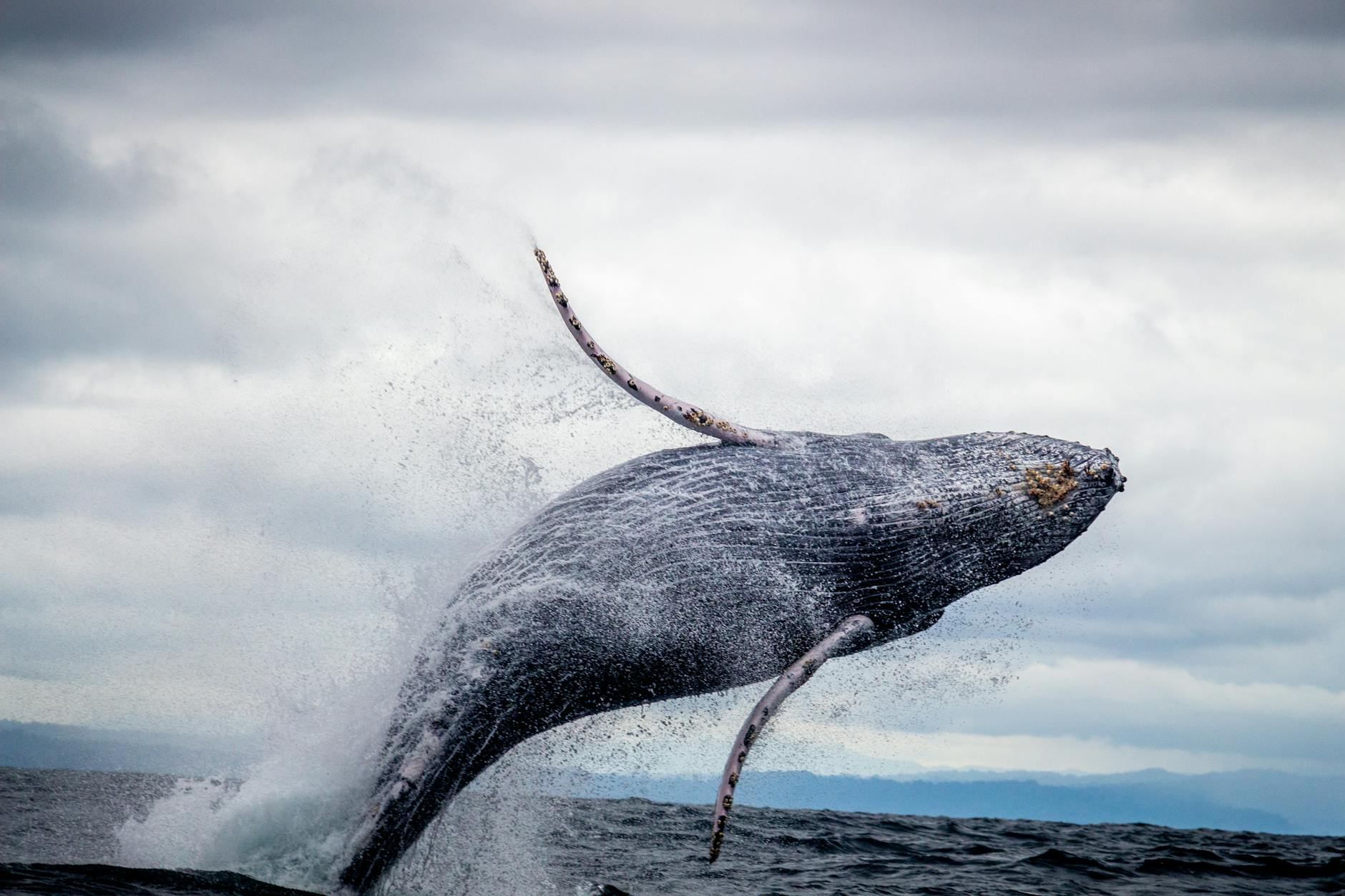 black and white whale jumping on water Whales Come up for Air