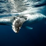 Humpback Whales Size, Habitat, Migration and Facts