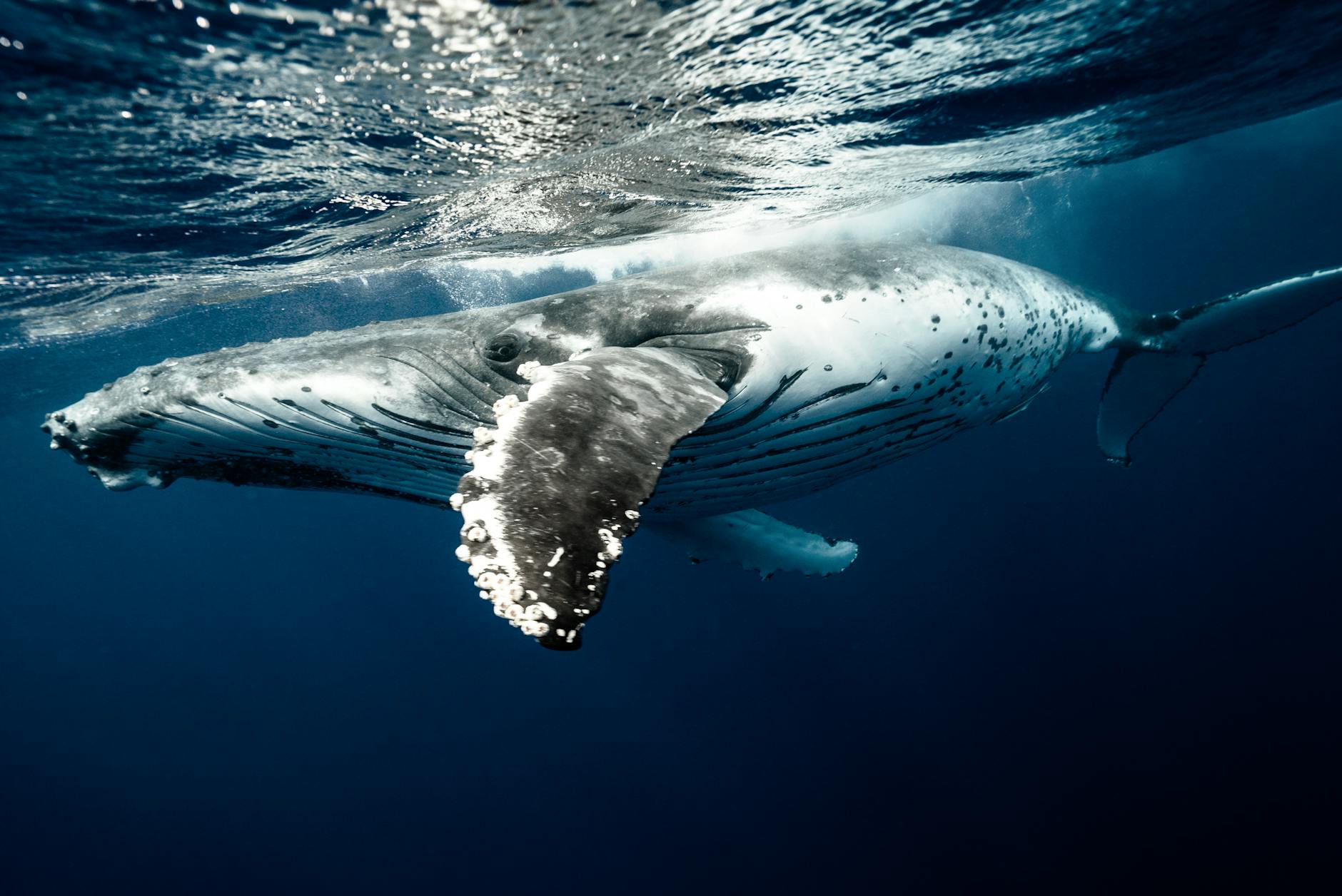 Humpback Whales