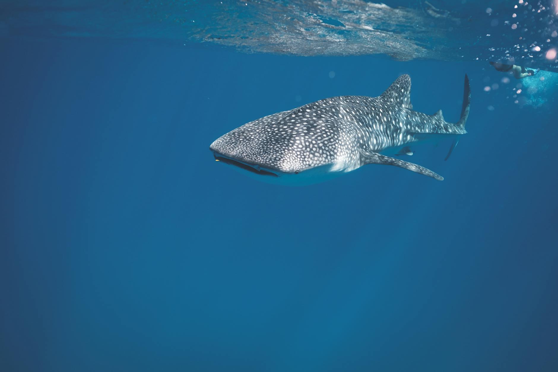 Whale Shark 