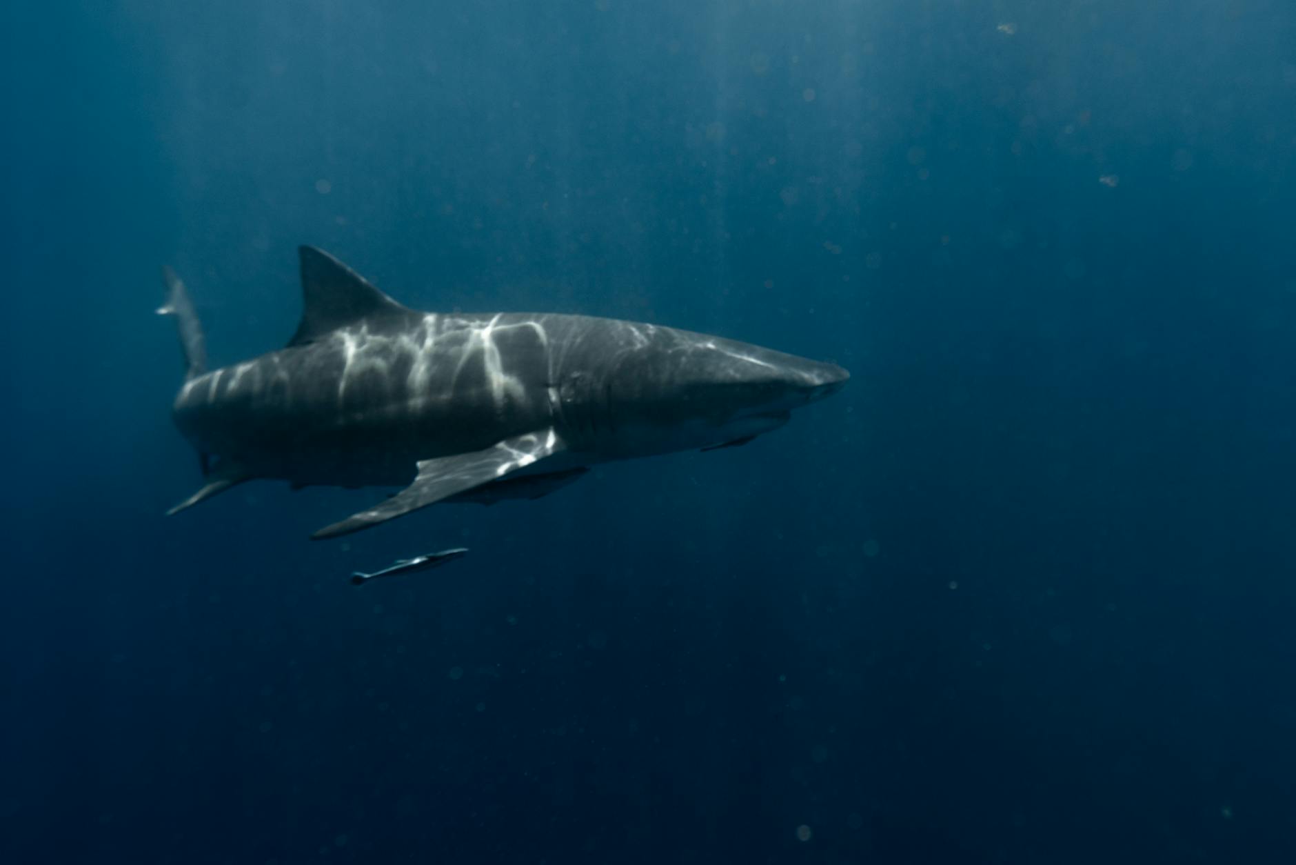 a great white shark swimming in the ocean Killer Whale vs Great White Shark