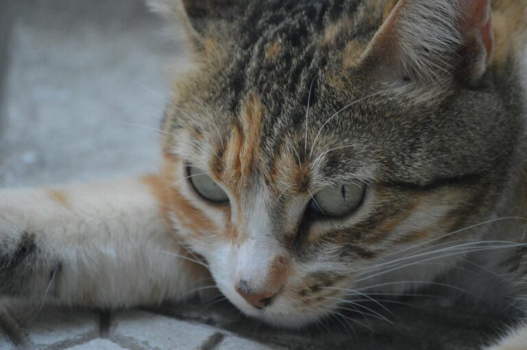 Male Calico Cats