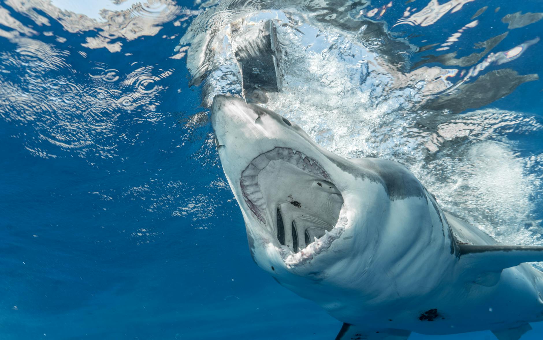 Read more about the article Mako Shark: Speed, Size and Teeth