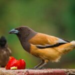 10 Bird Species That are Mainly Found in India