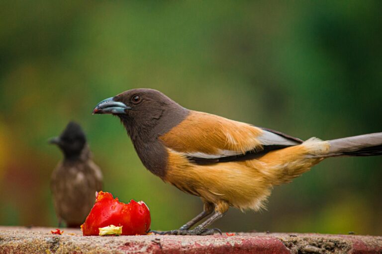 Bird species that are mainly found in India