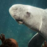 Dugong vs Manatee: Understanding the Differences Between These Gentle Sea Creatures