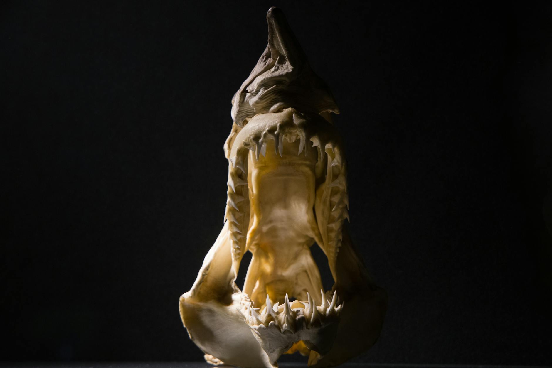 Read more about the article Goblin Shark Teeth Facts: Unraveling the Secrets of a Deep-Sea Predator